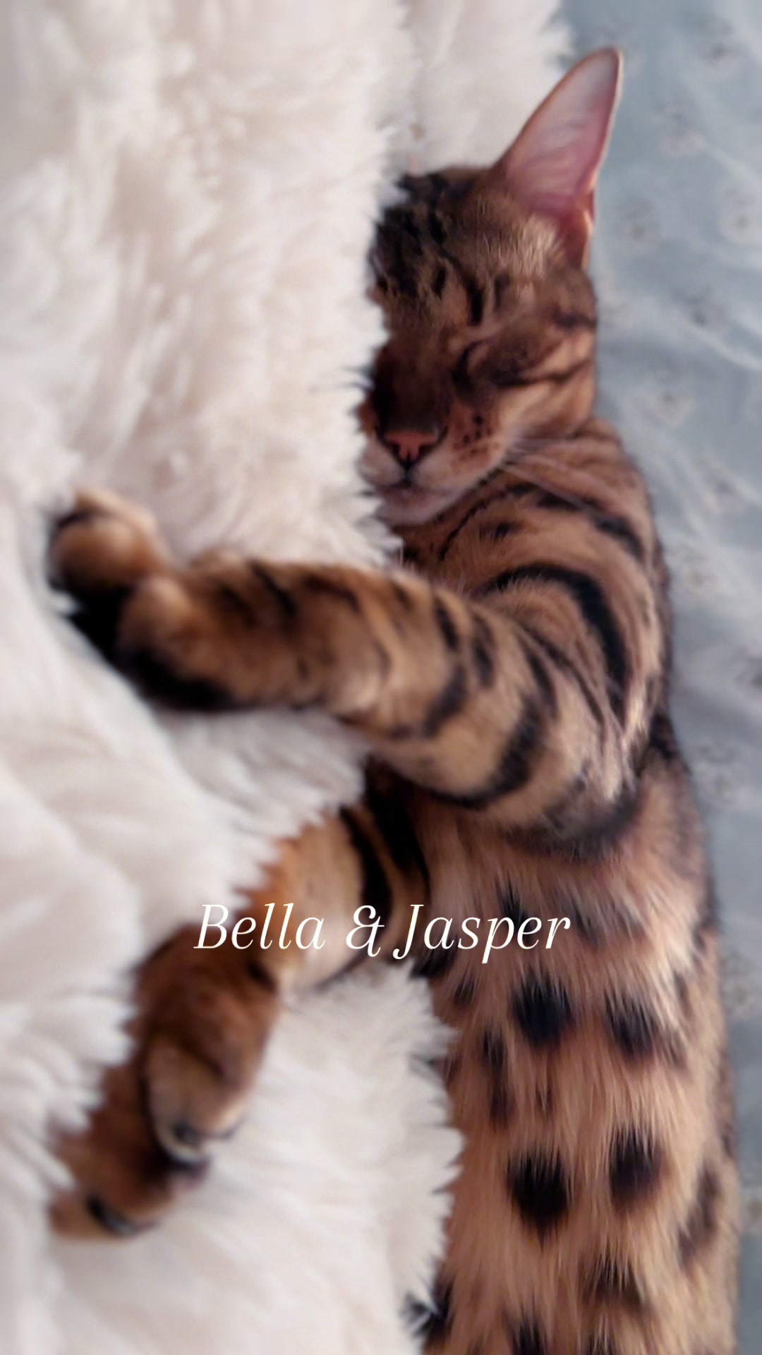 @Jasper🐆Bella🐆Safari🐆