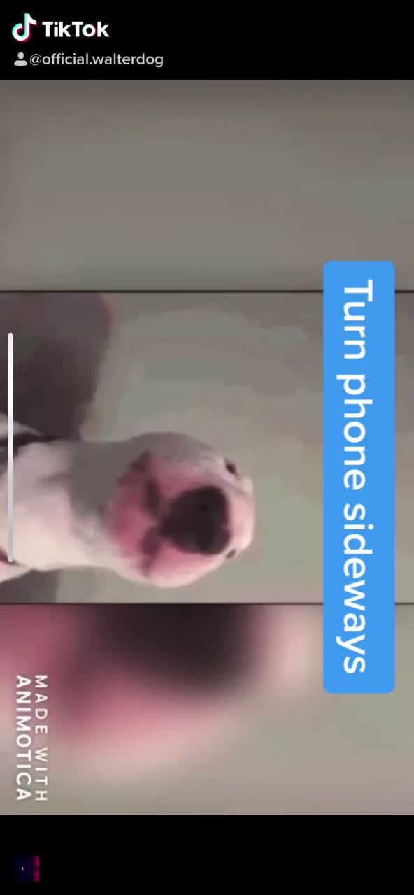 @WalterDog
