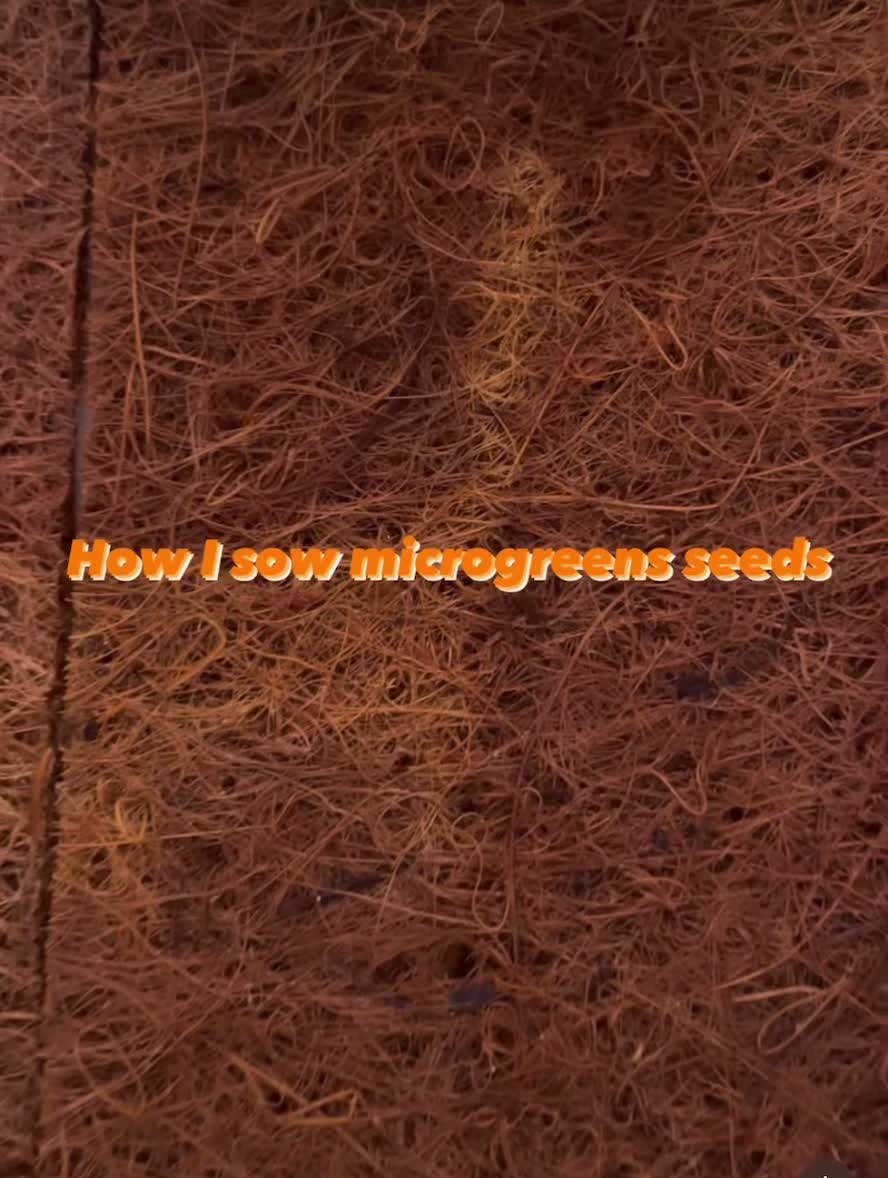 @shorecrestmicrogreens