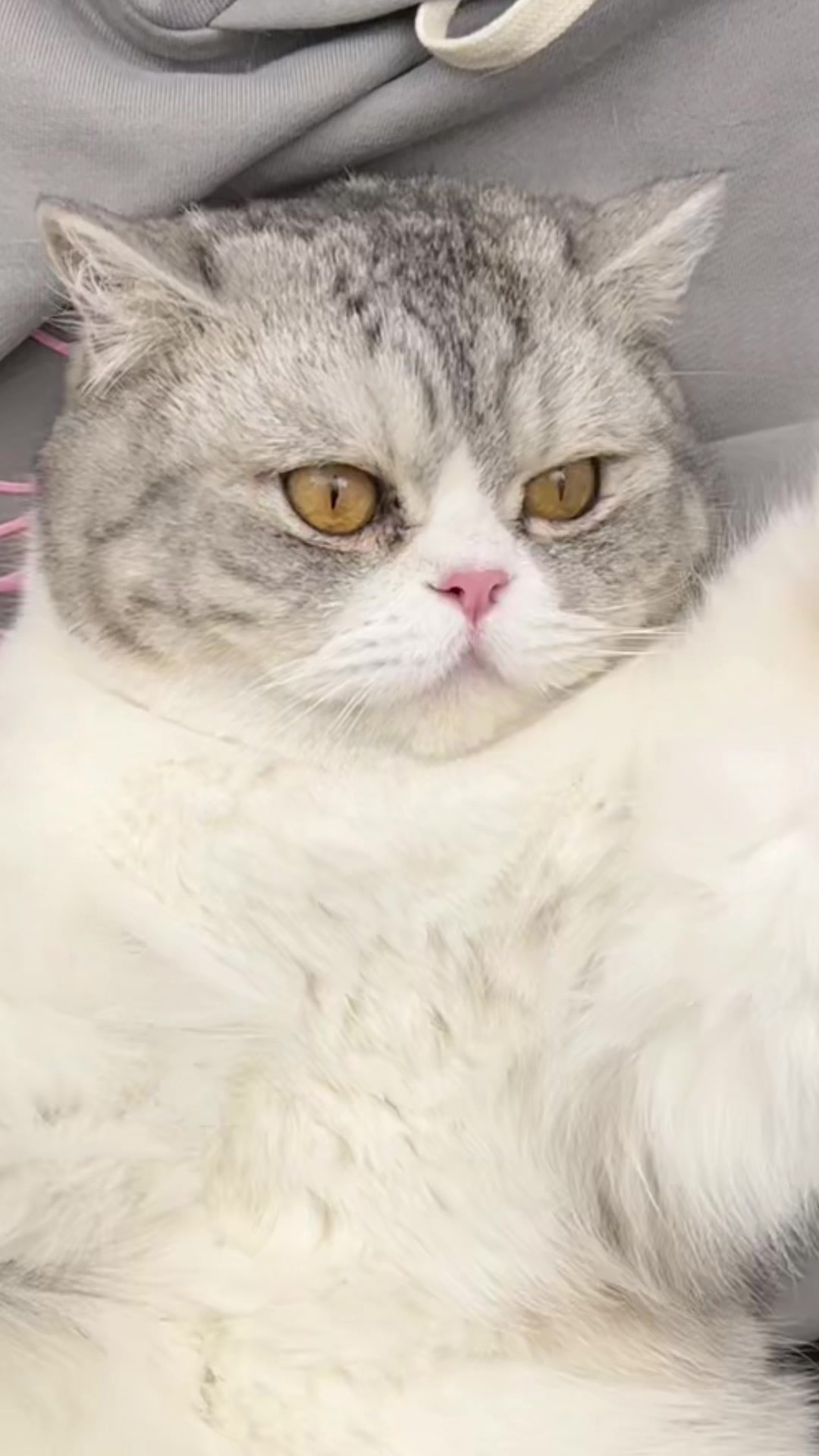 @Furbulous