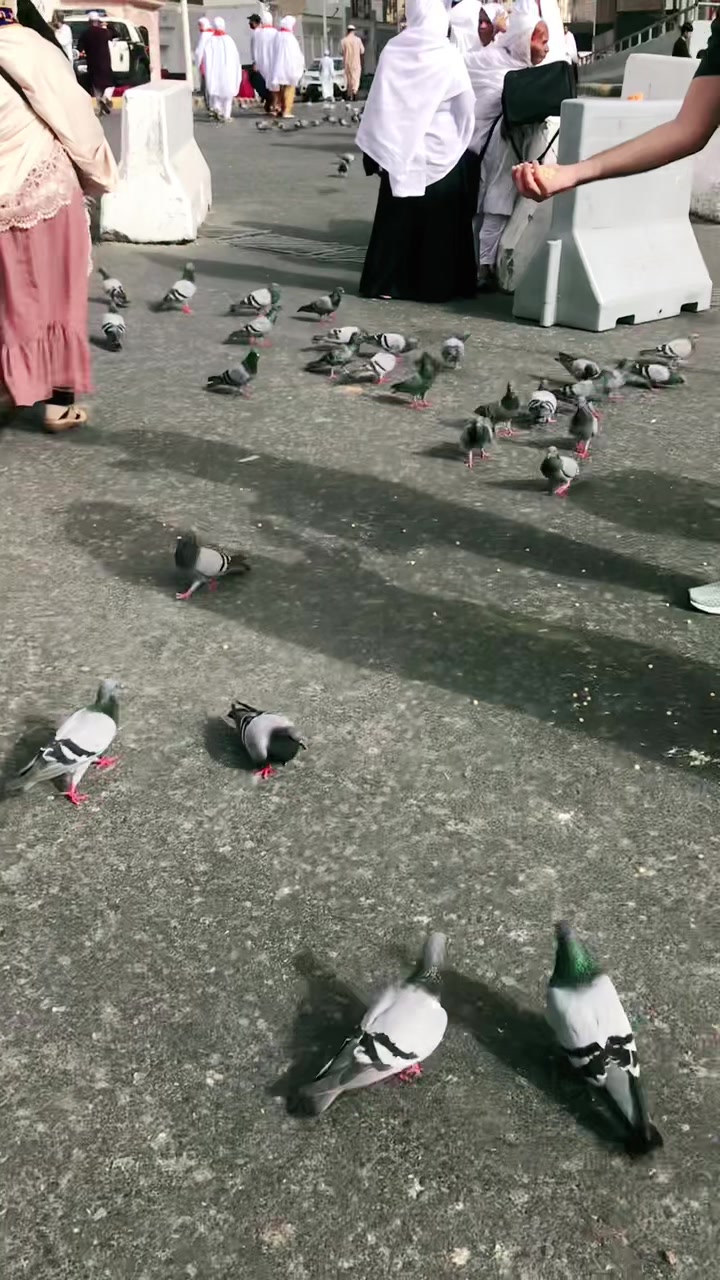 @_haramain_