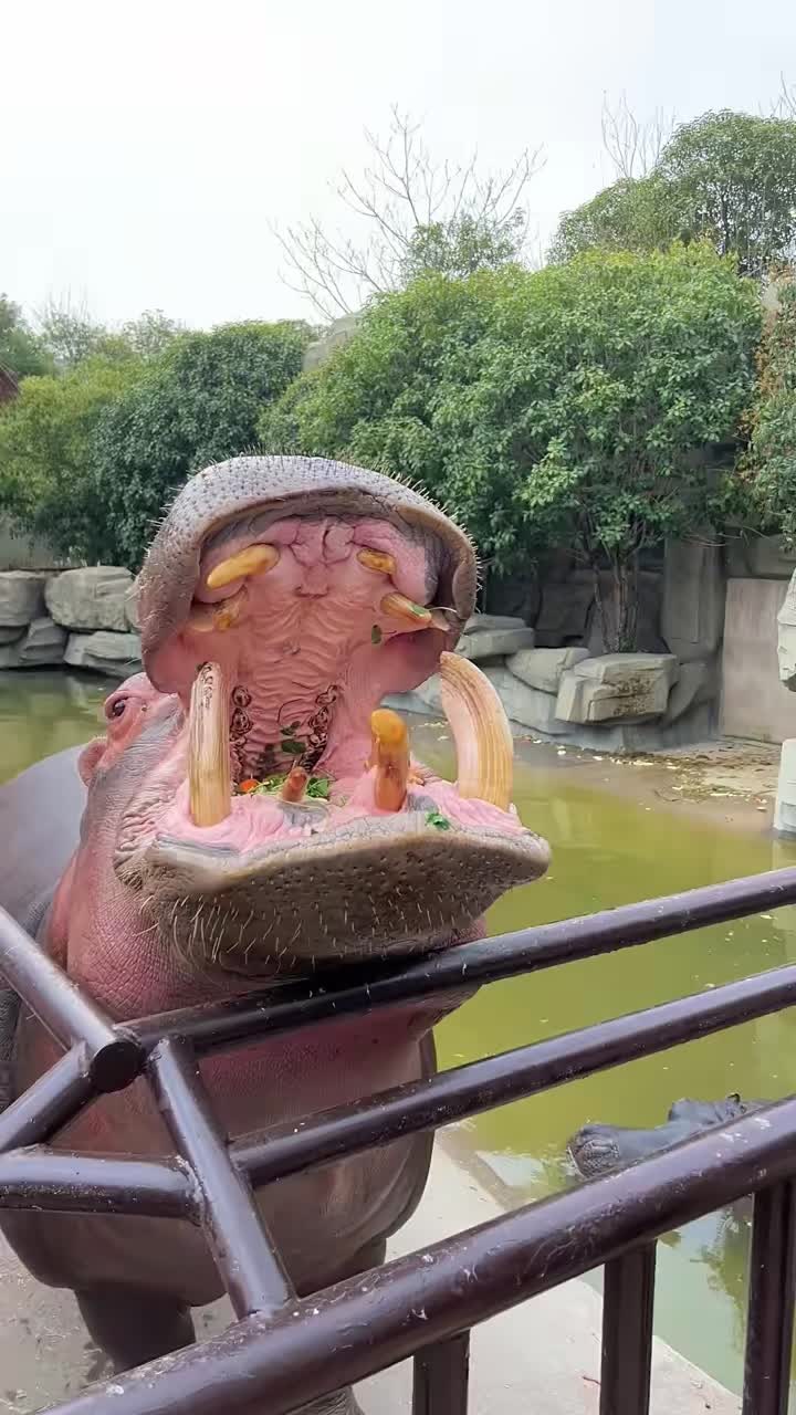@Hippo
