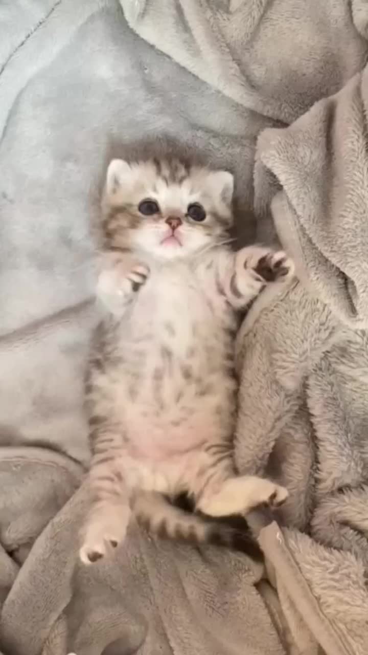 @healing pet