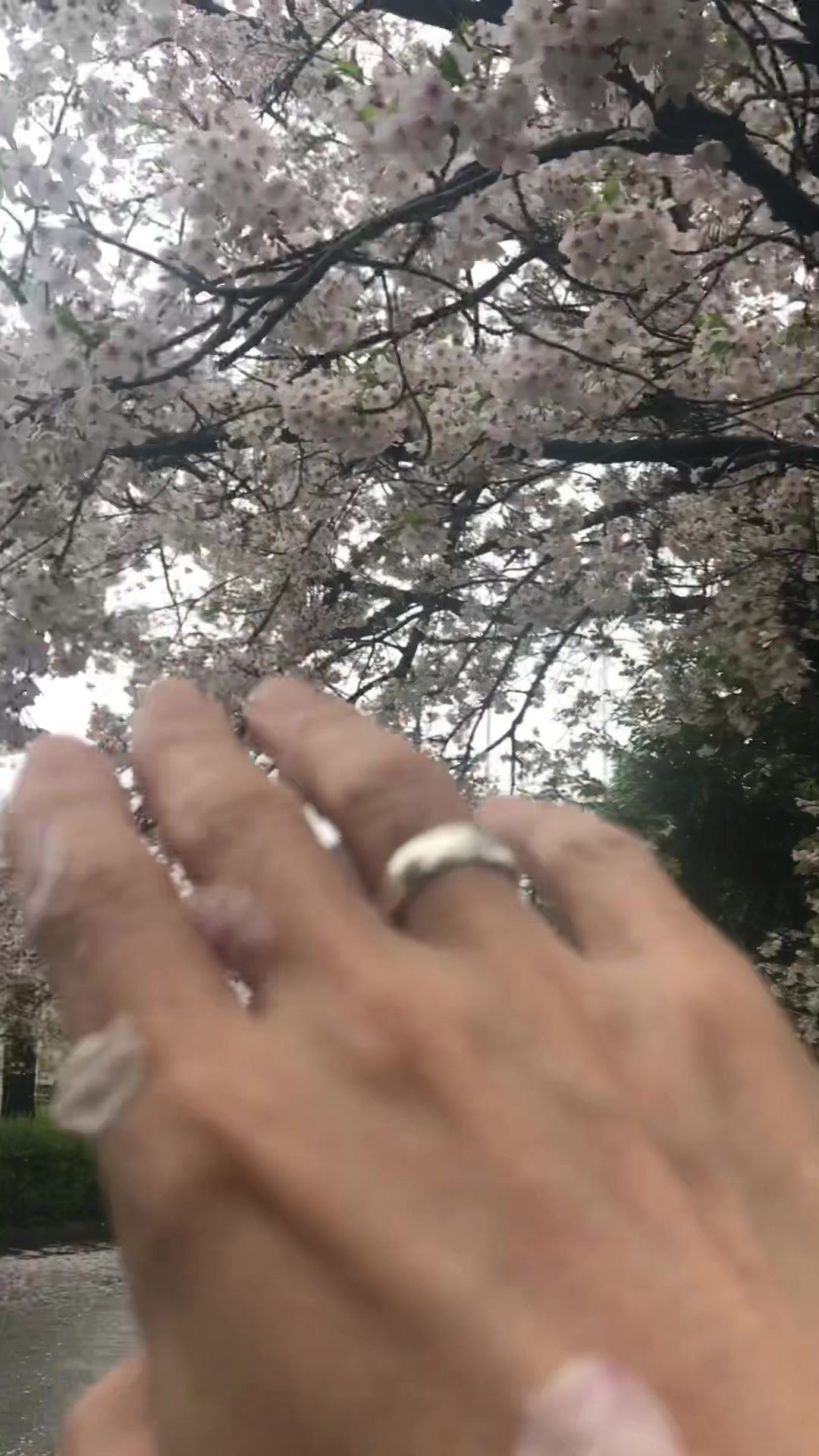@Masahiko. Anthony.Sugimoto