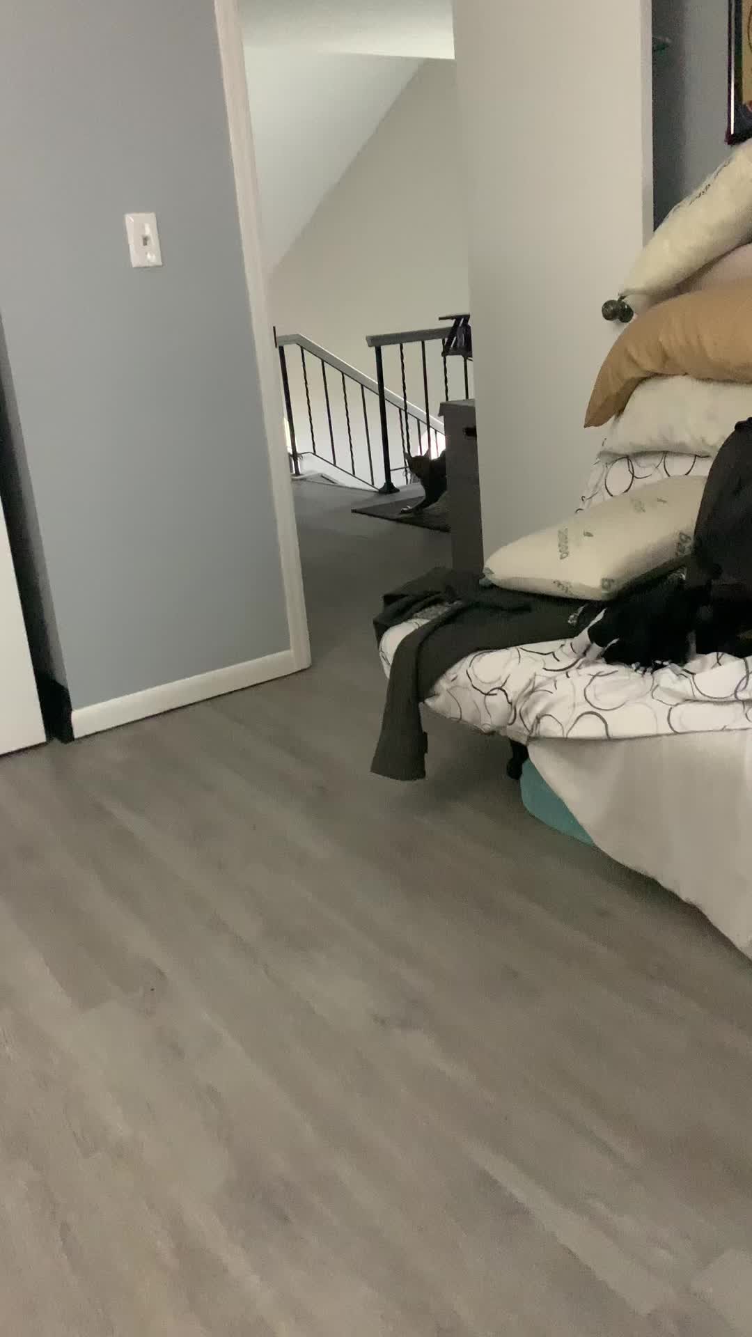 @Atlas the Cat