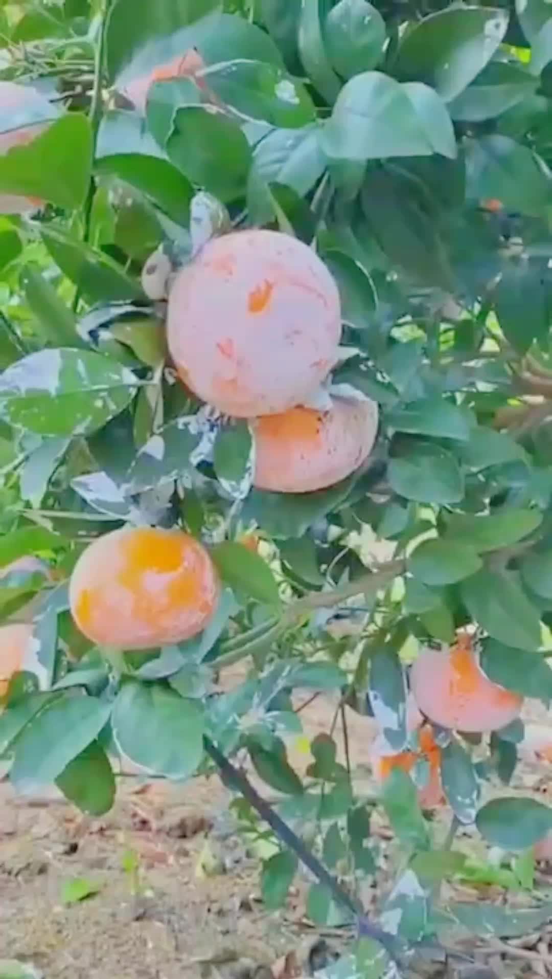 @🍎🍓🍒🍊🍍