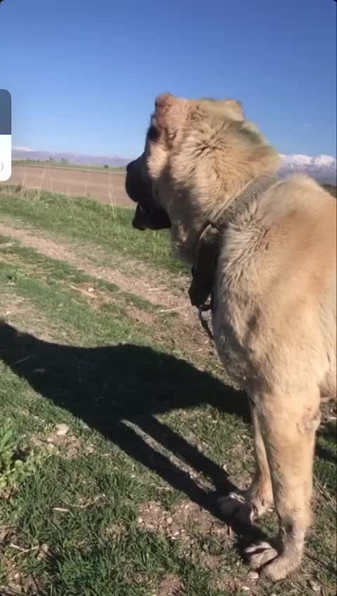 @Eray Sarıçiçek