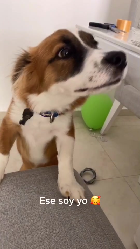 @SAM 🐾🦴