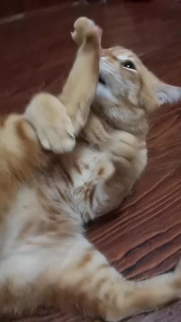 @Пбиджик