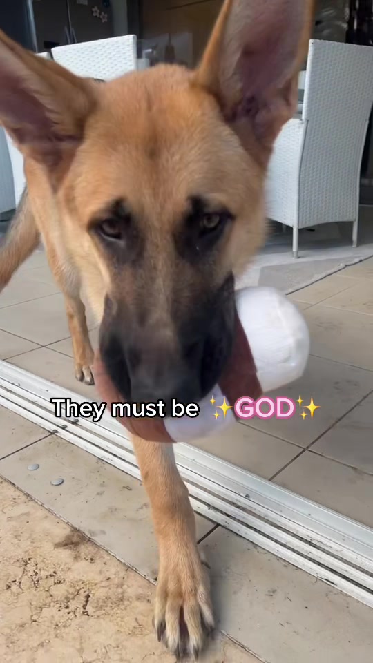@Scout and Bailey 🐕🐶