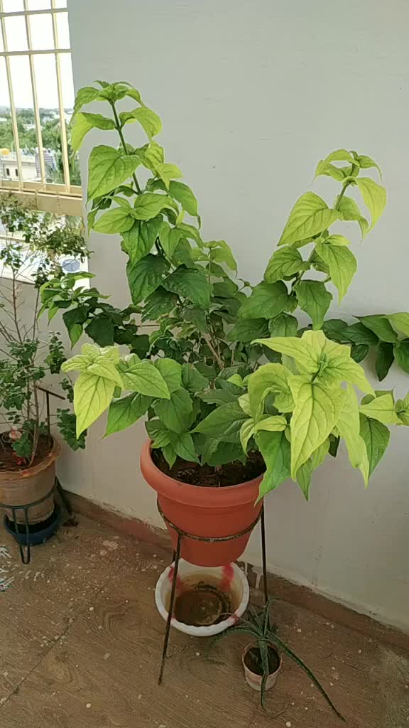 @SreeNivas Karamala