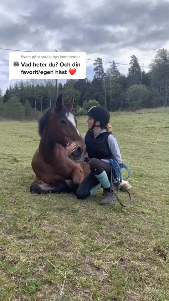 @Hästar