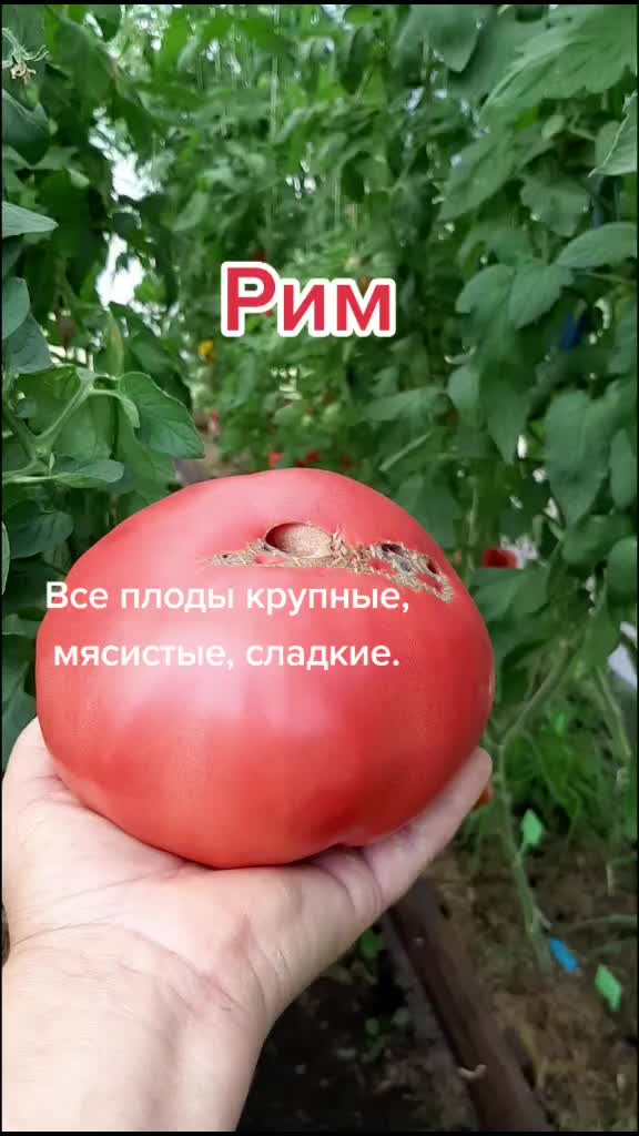 @Дача мечты