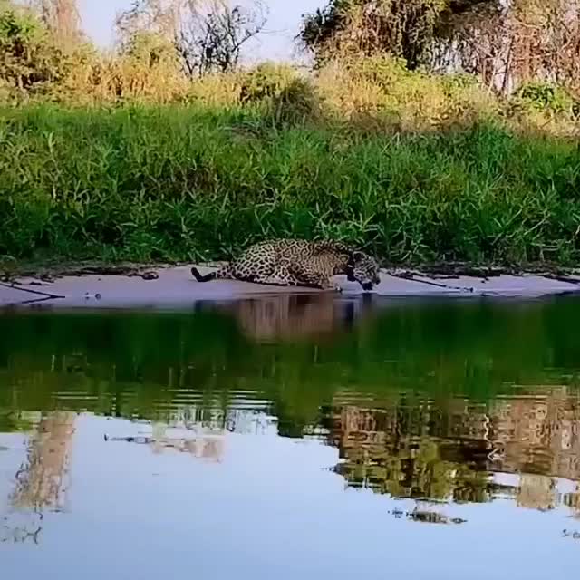 @Pantanal Sul-Matogrossense
