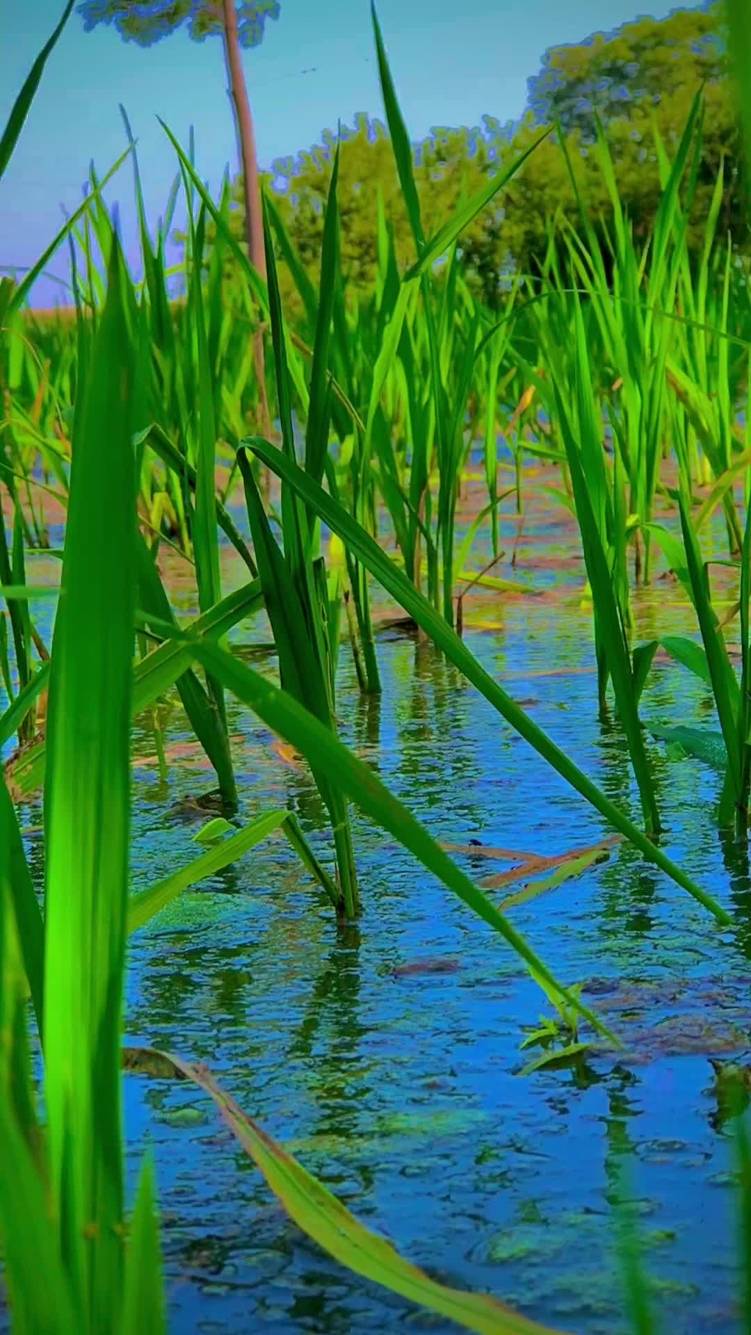 @پنجاب☘️🎋🌿