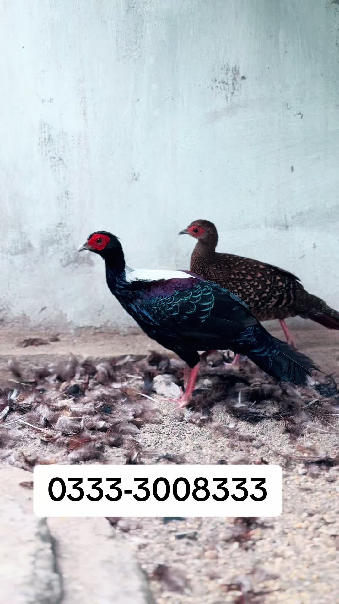 @Bird's Aviaries