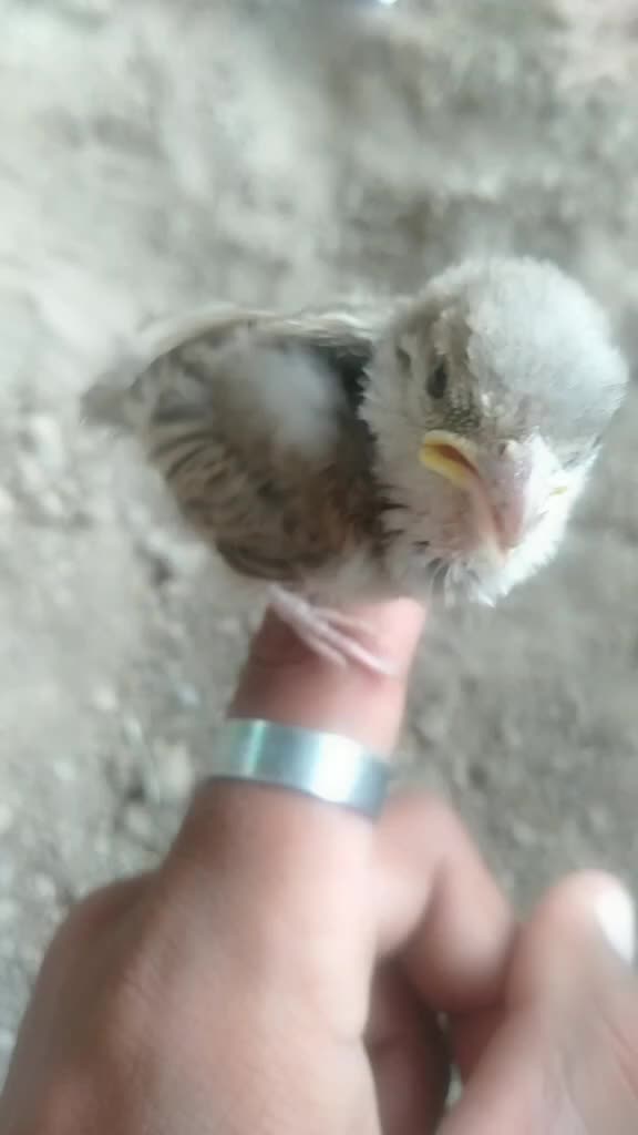 @સુરેશ. સૉઢા