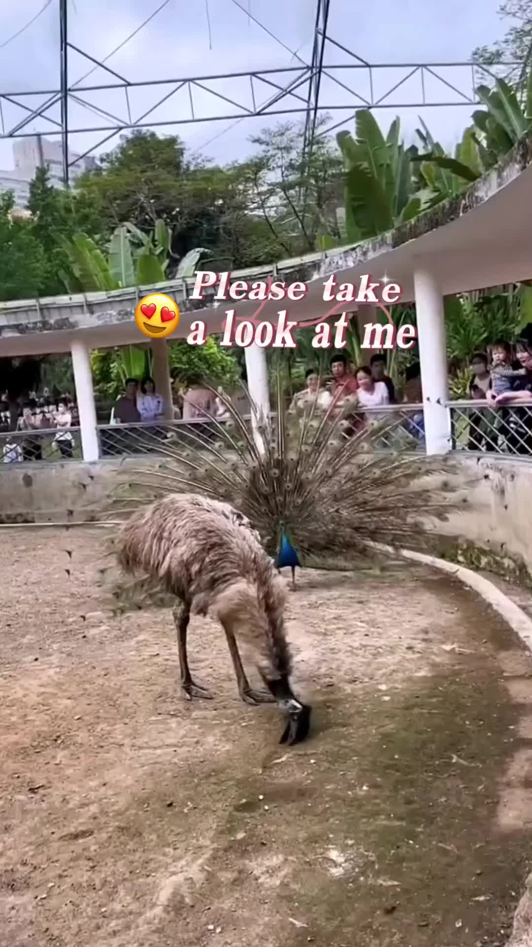 @Animal Home