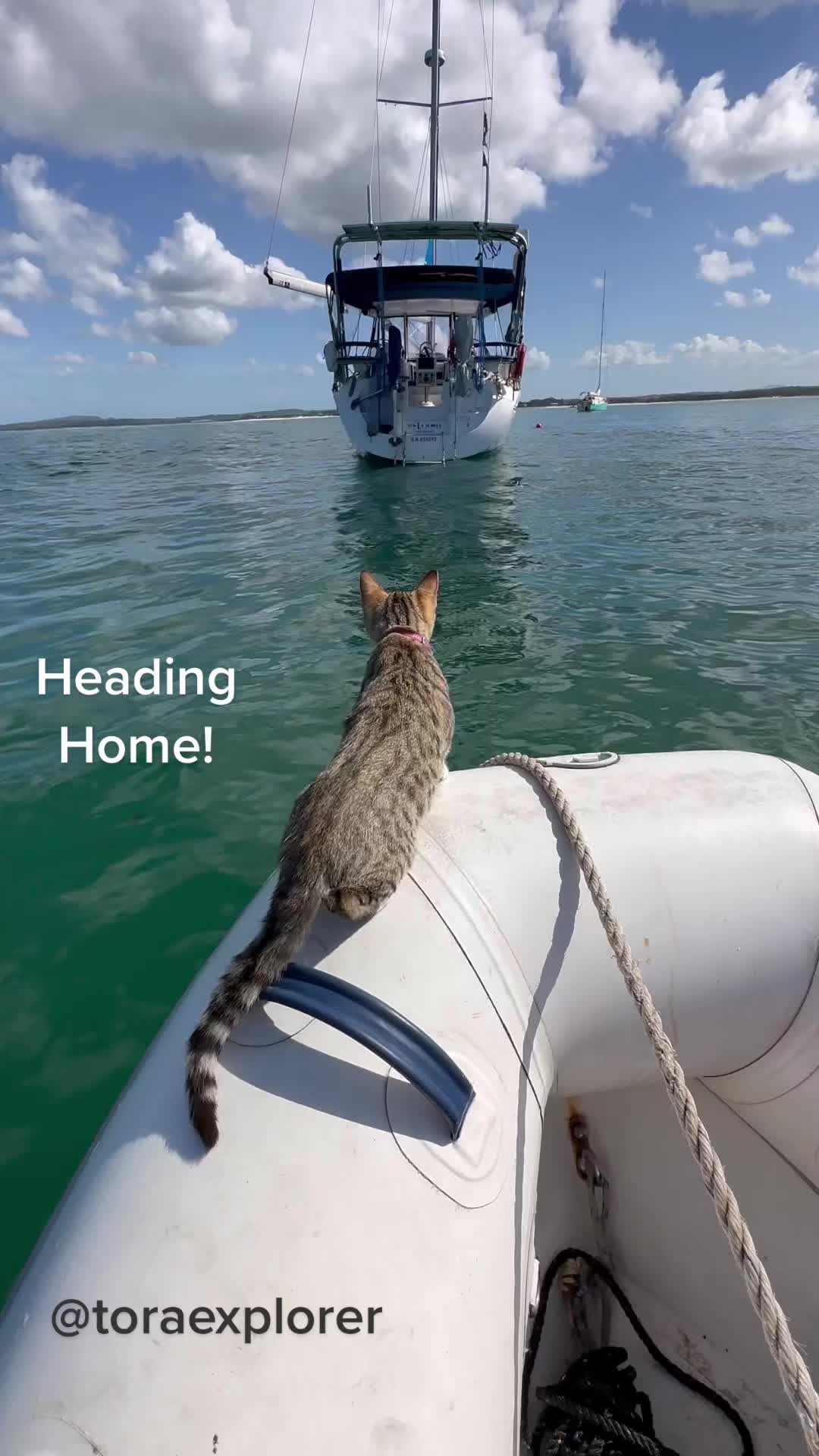 @thatcutecat