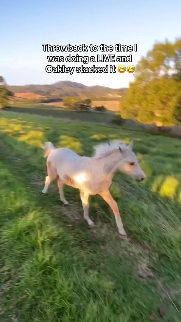 @Myhorsewillow