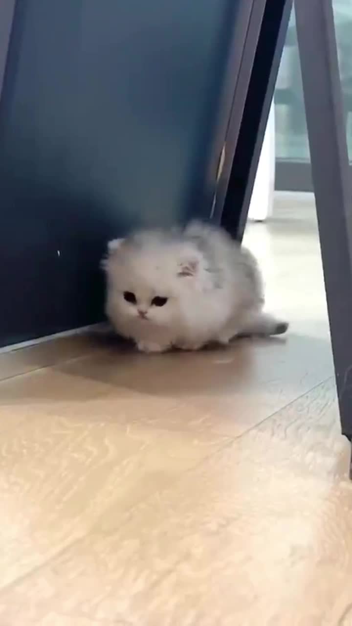 @CutePetEncyclopedia