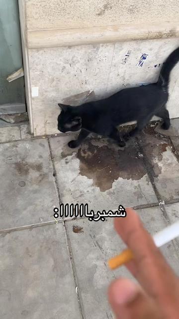 @فارس الشمري