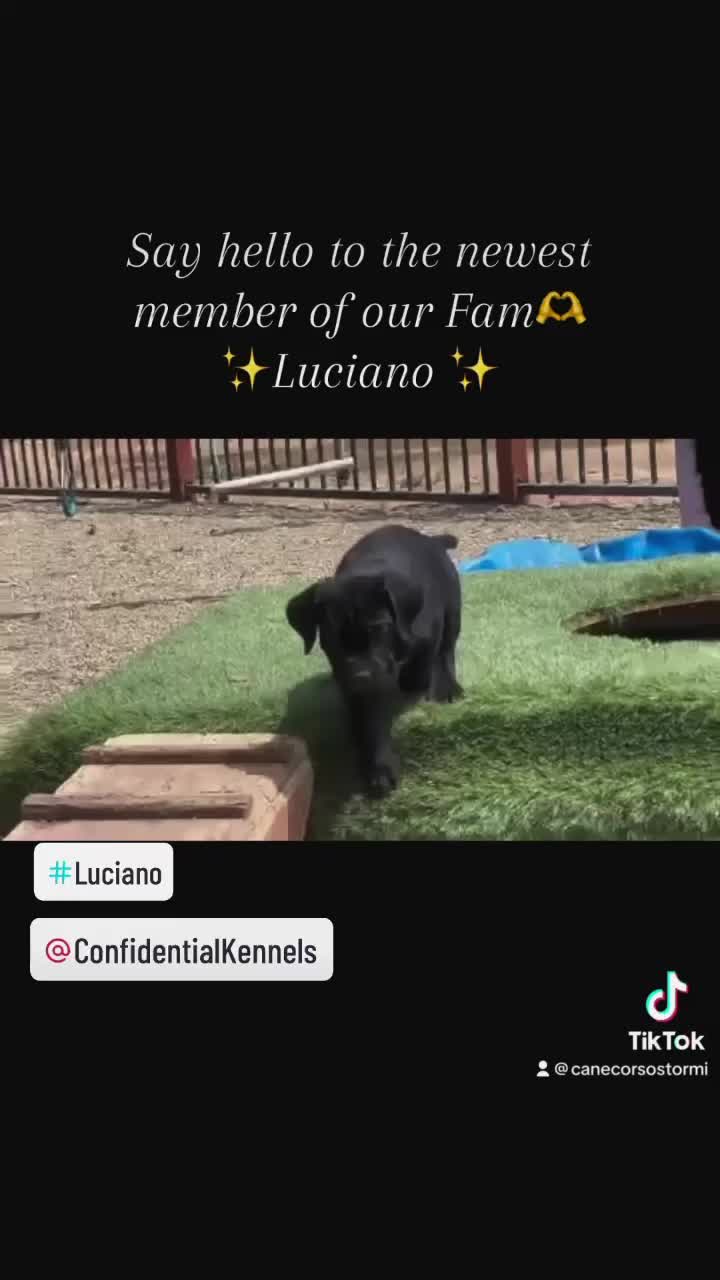 @Phoenician Cane Corso Stormi