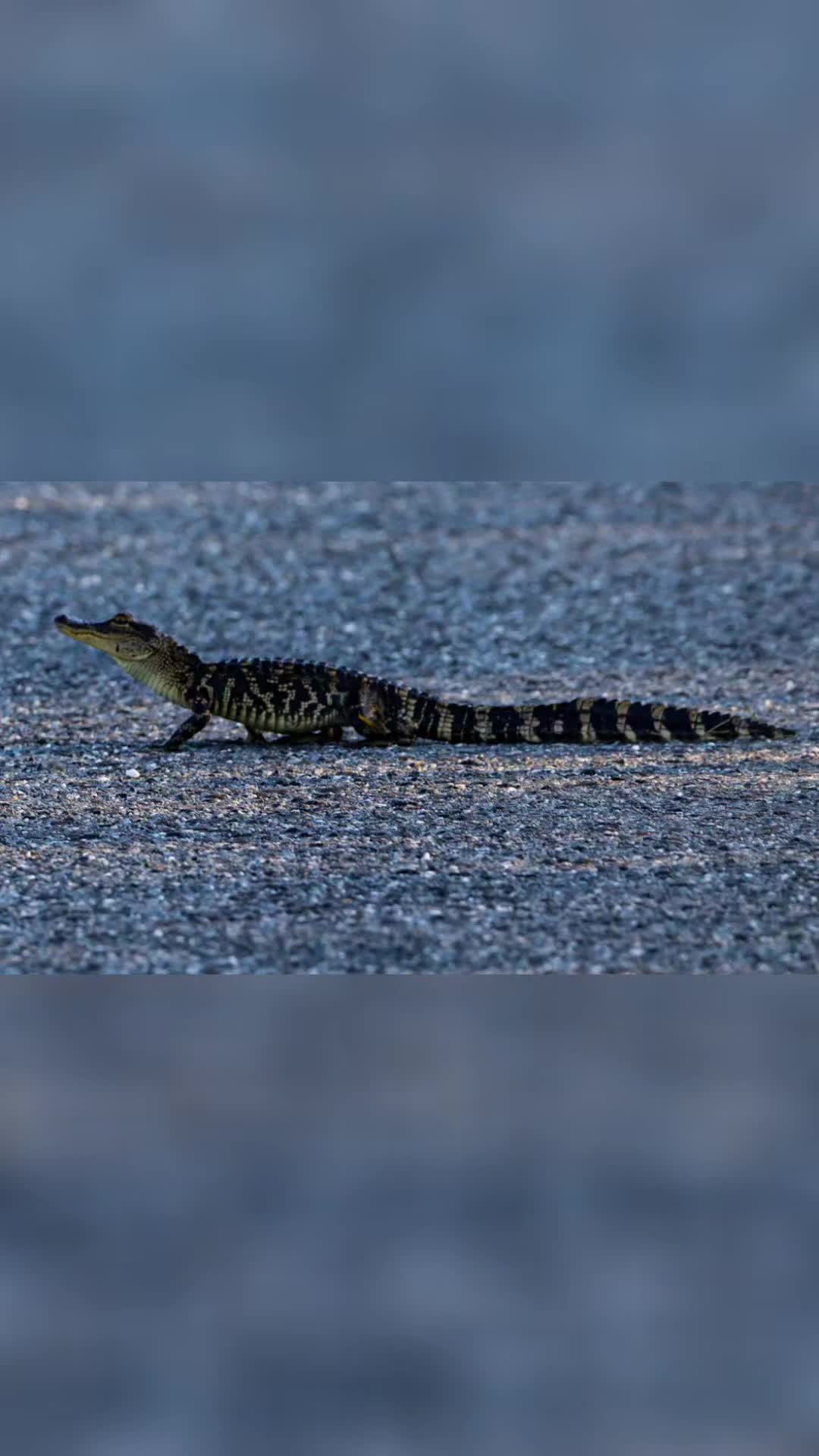 @Josue_wildlife_photography86