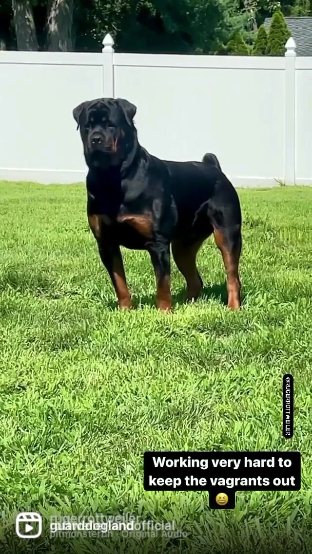 @RottweilerRuger