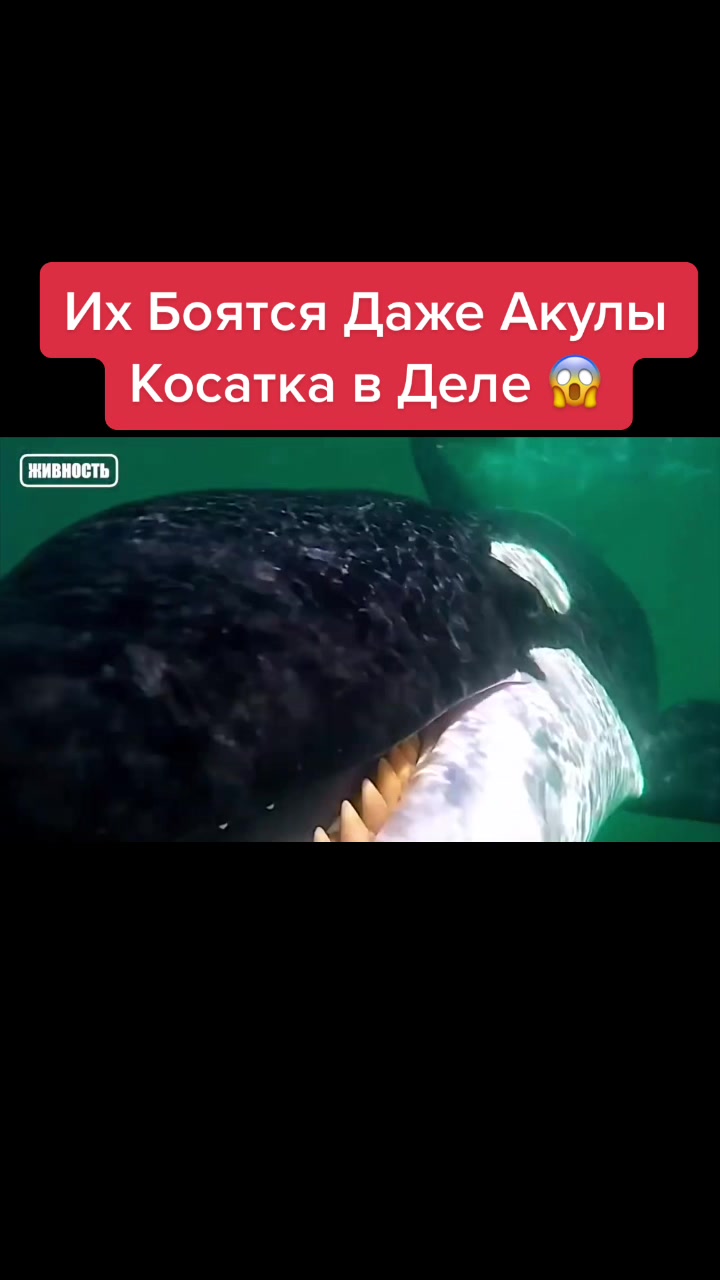 @Живность