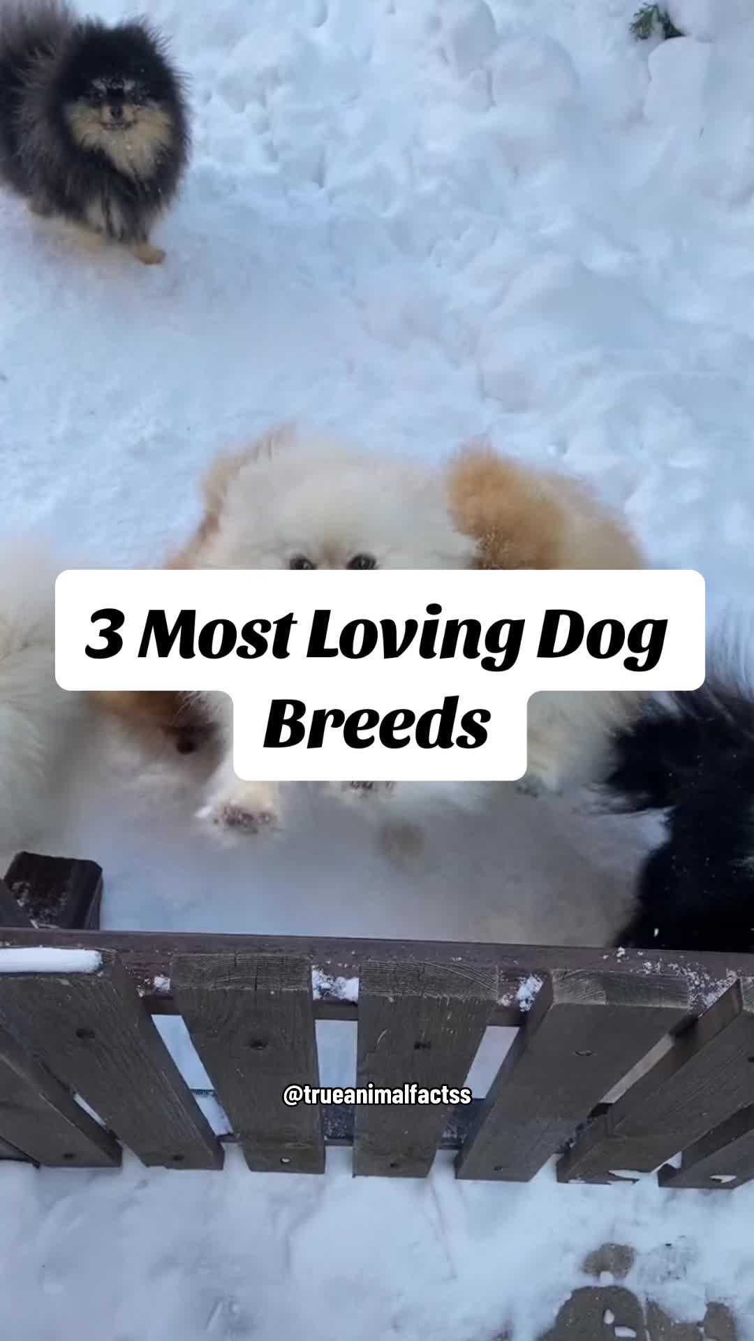 @trueanimalfactss