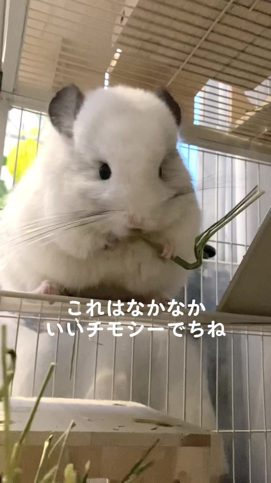 @アンゴラチンチラの雨くん