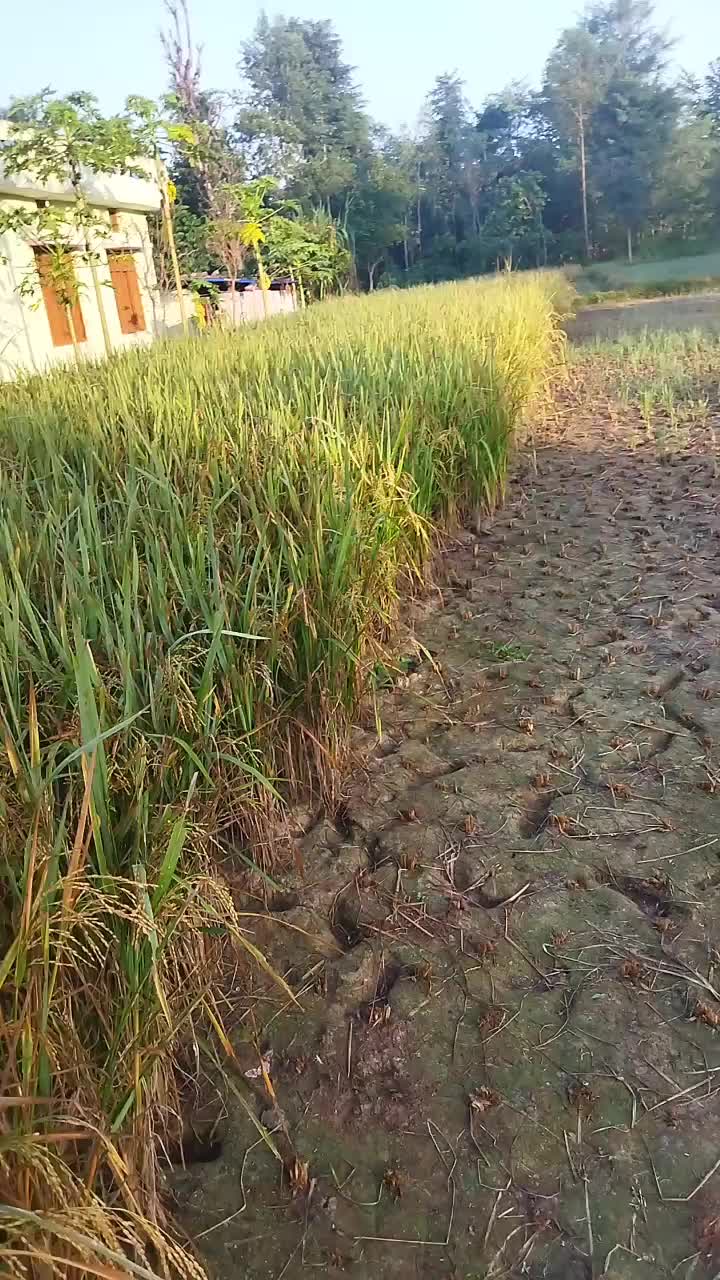 @पार्बती