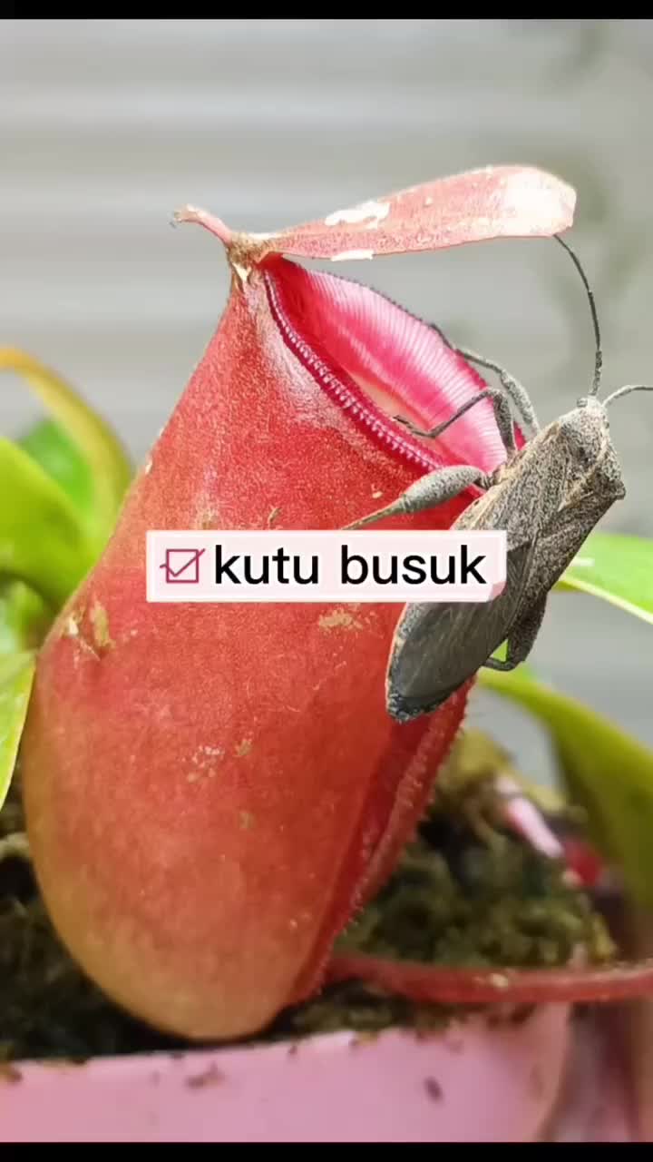 @qinta125