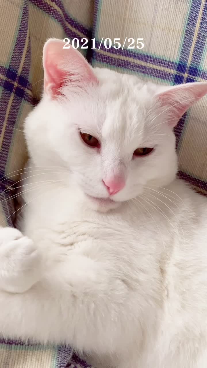 @ゼットン