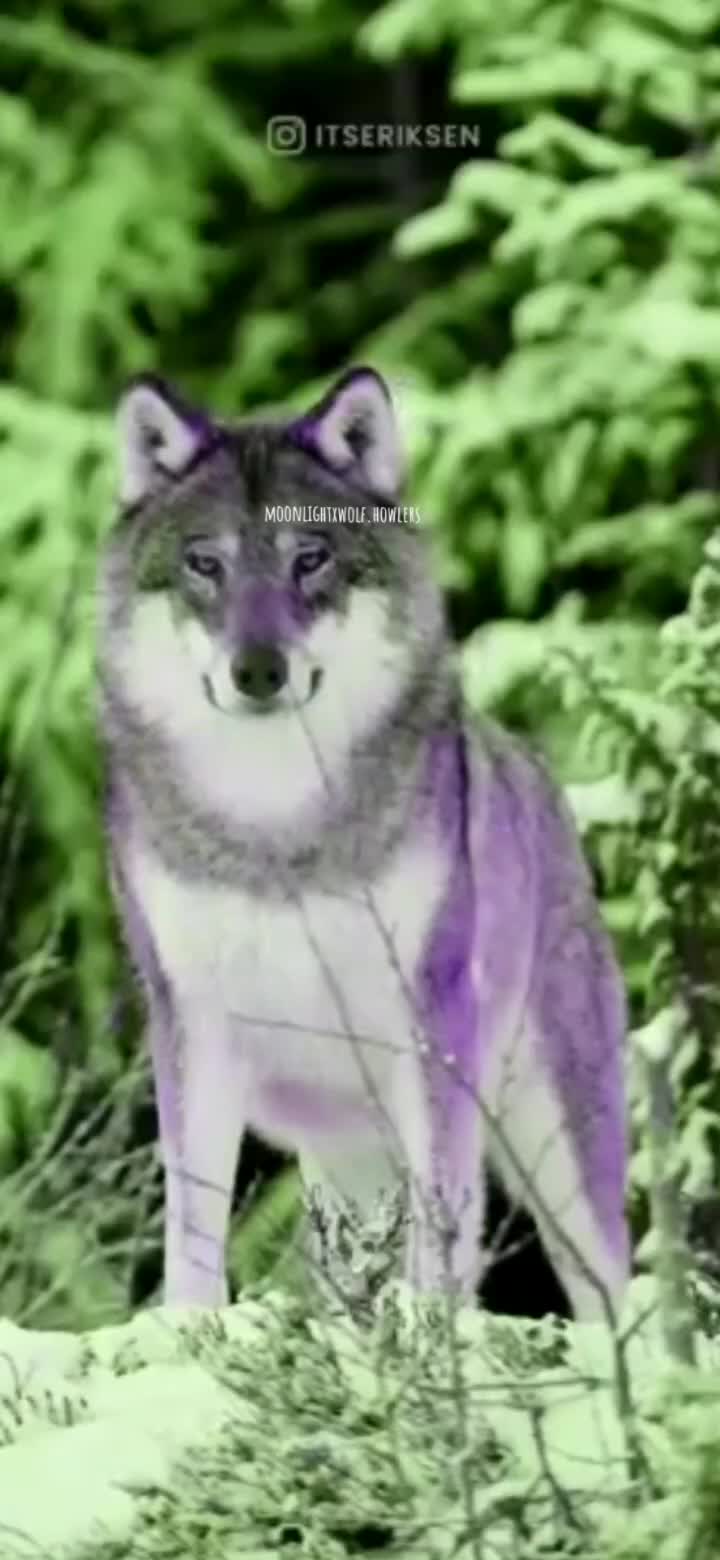 @💜🐺moonlight🐺💜