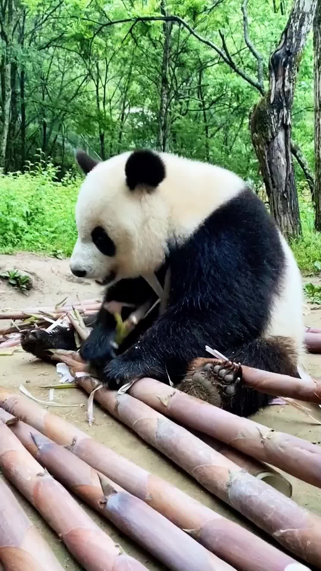 @cute little guy