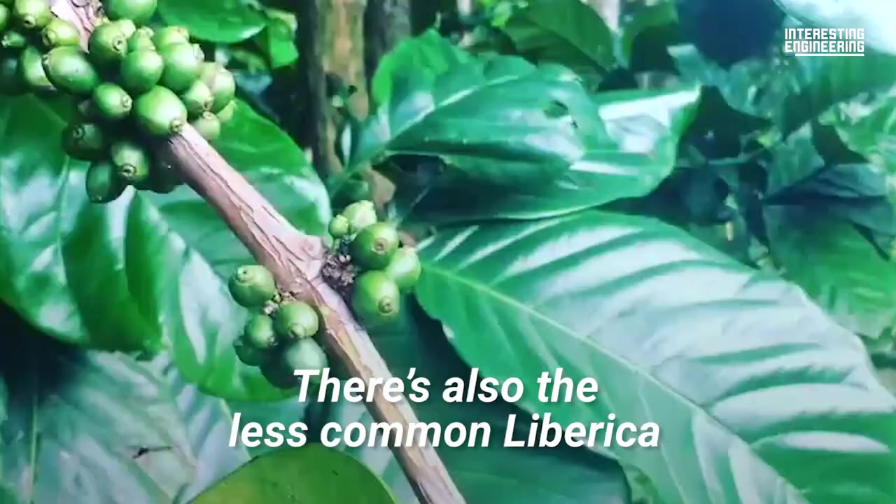 @moh_ngopi