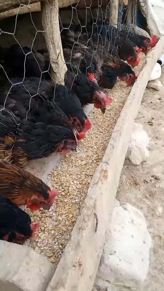 @Furkan STLMŞ 03