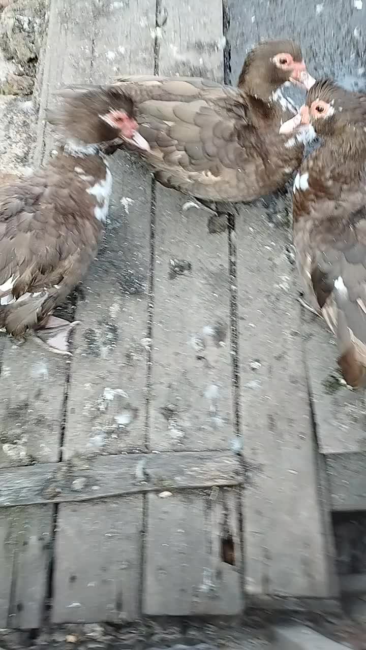 @🦃инда утки🦆