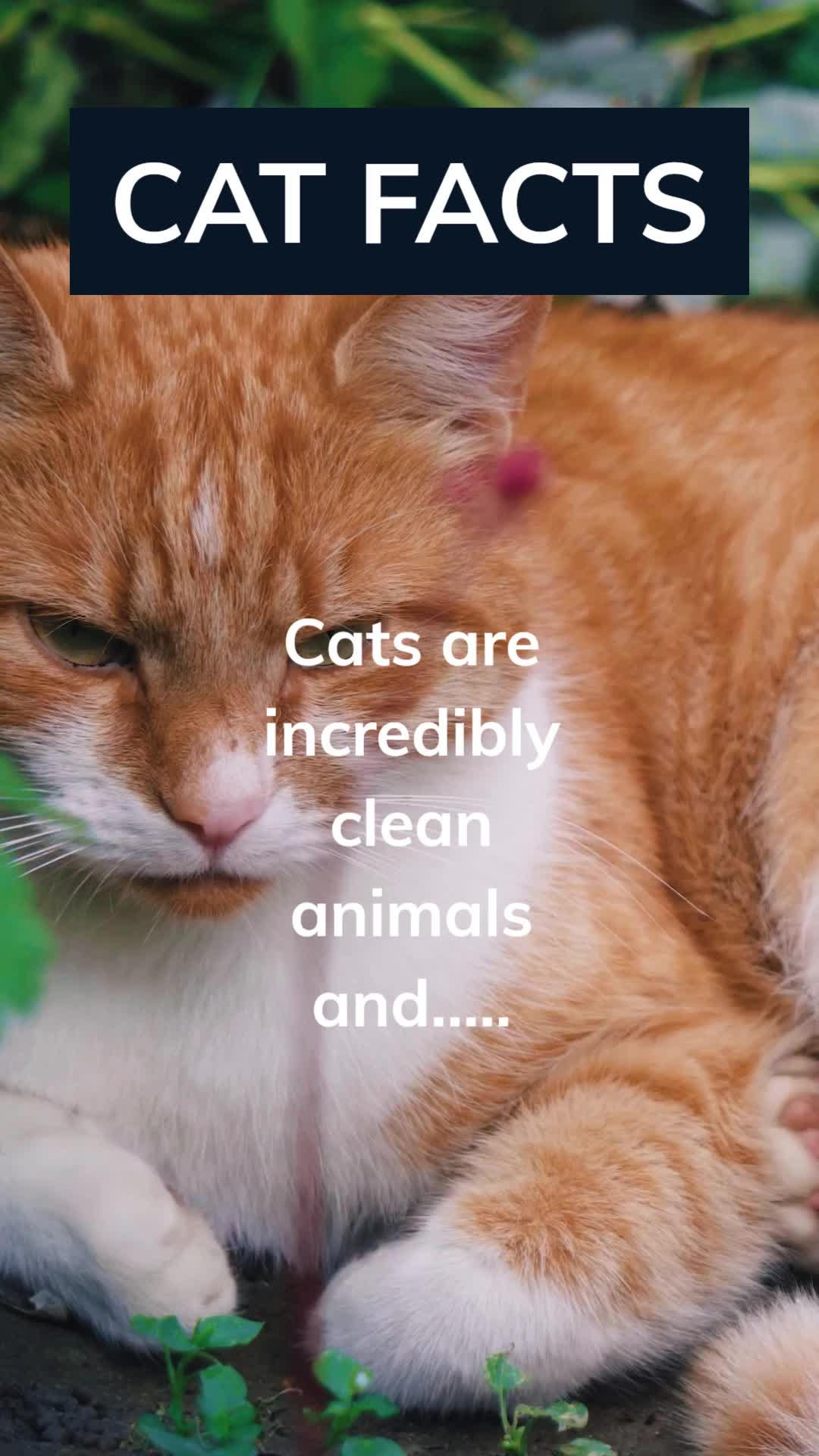 @Amusing Animal Facts