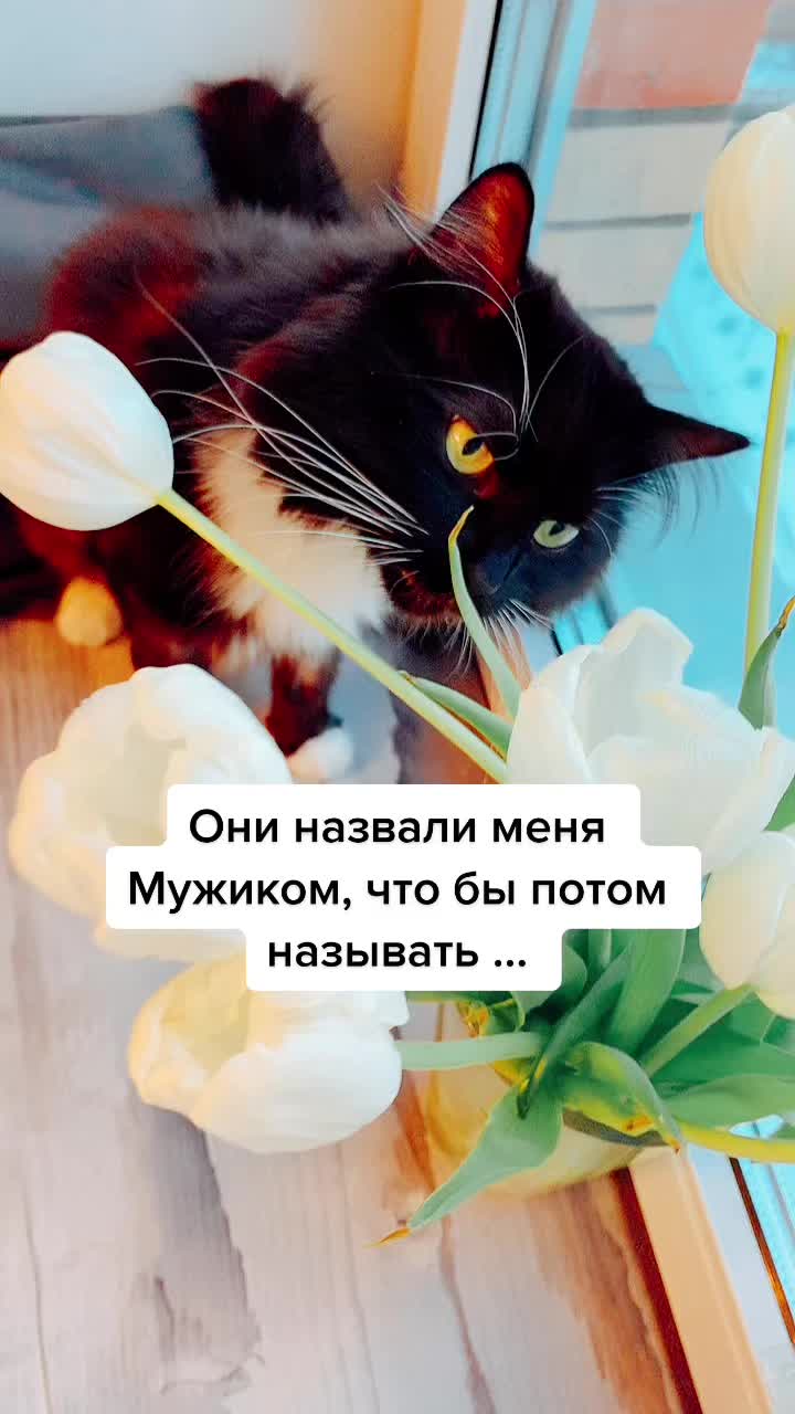 @КОТ МУЖИК 🐾