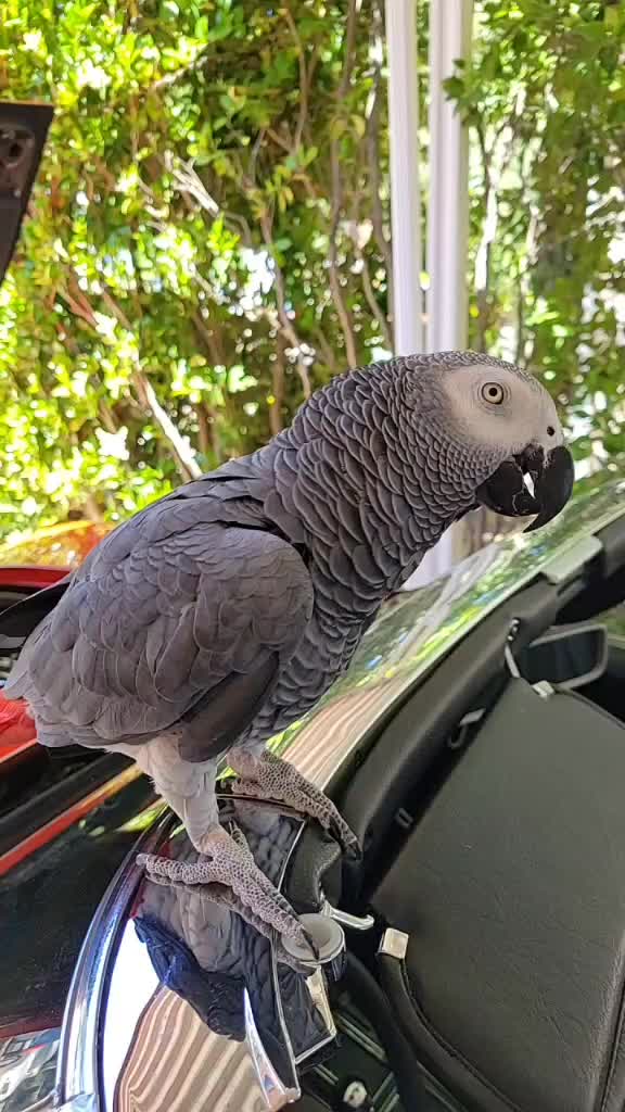 @Ben the bird