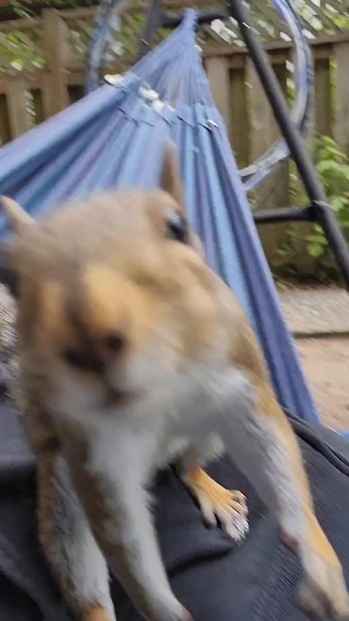 @ZippyTheRescueSquirrel