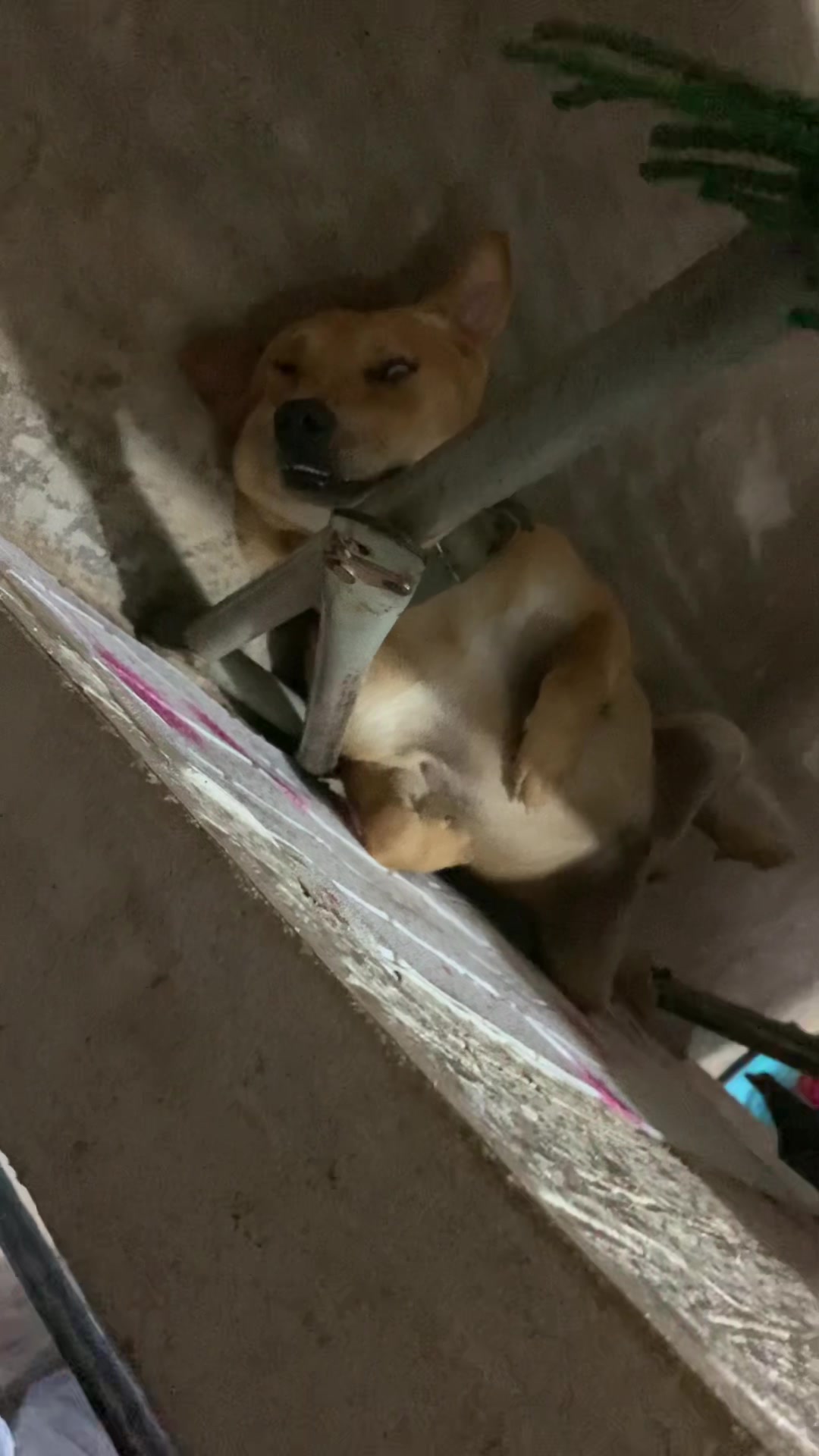 @Nị Đẹp Chó 🐶