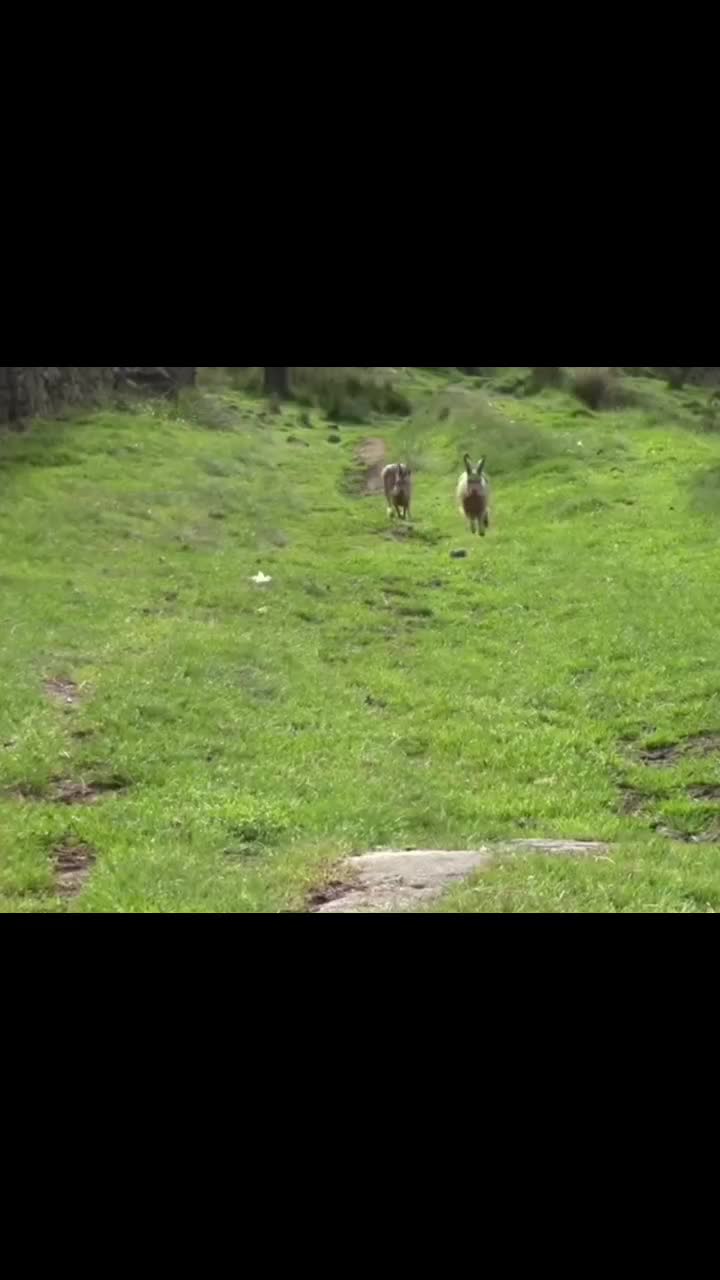 @I like bunnies