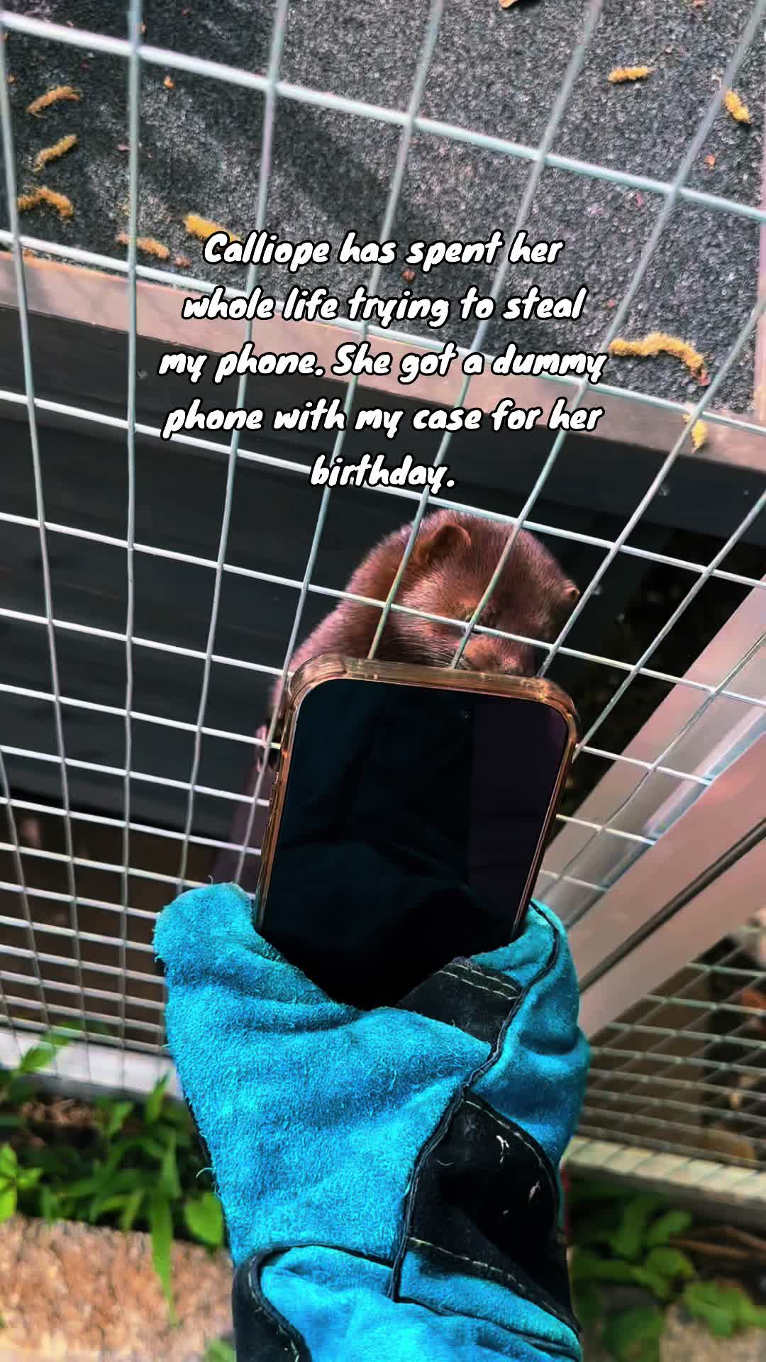 @For Fox Sake Wildlife Rescue