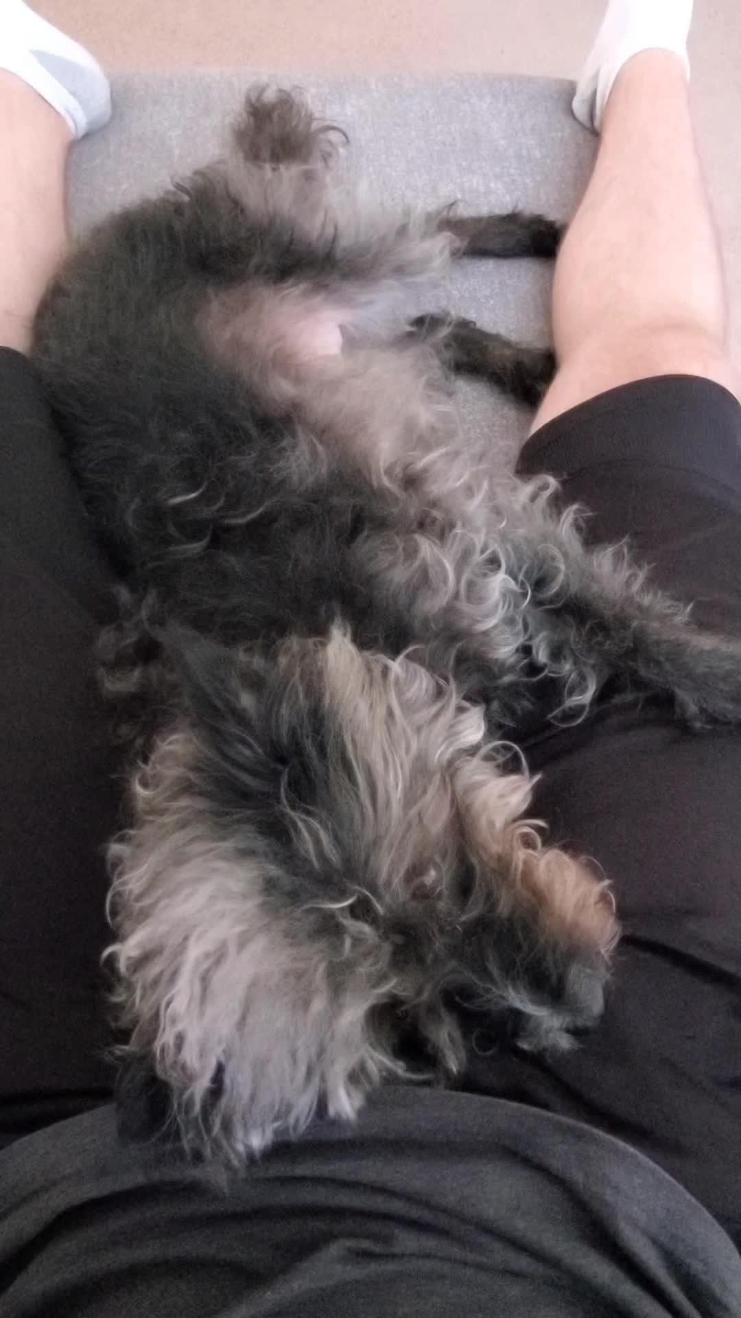@Toto the Mutt