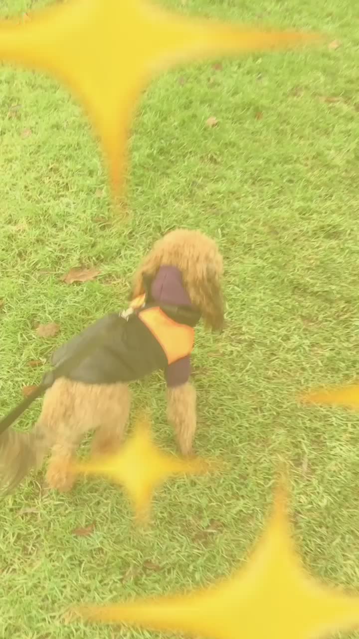 @𝚂𝚙𝚒𝚔𝚢 𝕓𝕖𝕟𝕛𝕚 ᑭᗩᑕO