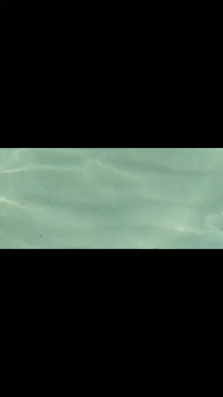 @deedeehommel